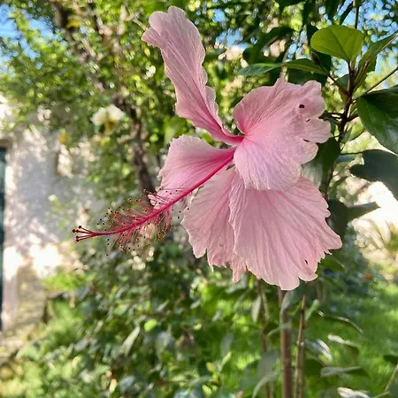 ベッド・アンド・ブレックファスト Palazzo Vecchio 4*