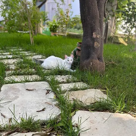 Palazzo Vecchio 4* Cocumola