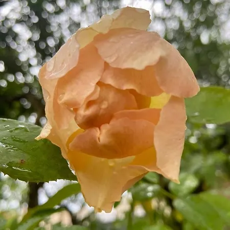 Palazzo Vecchio Cocumola