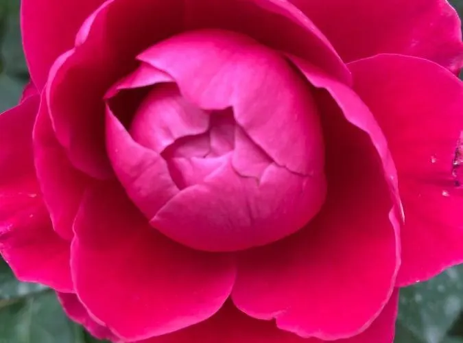 Palazzo Vecchio Отель типа 