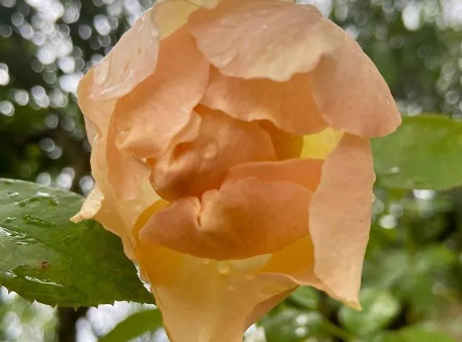 Palazzo Vecchio Cocumola