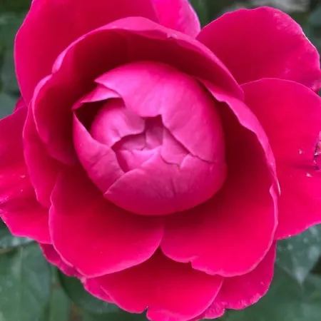 Palazzo Vecchio Bed & Breakfast