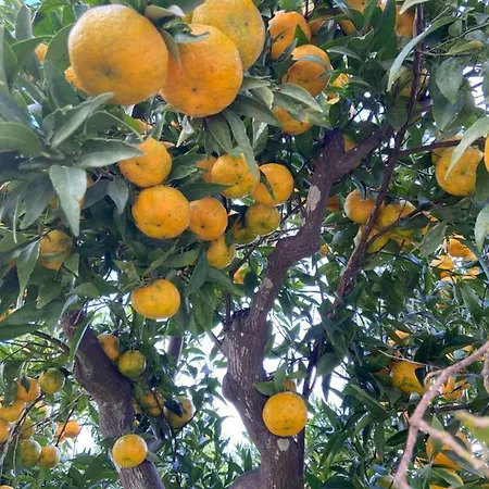 Palazzo Vecchio Bed & Breakfast Cocumola