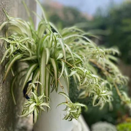 Palazzo Vecchio 4* Cocumola