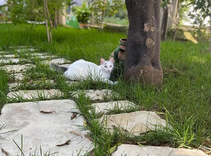 Palazzo Vecchio 4* Cocumola